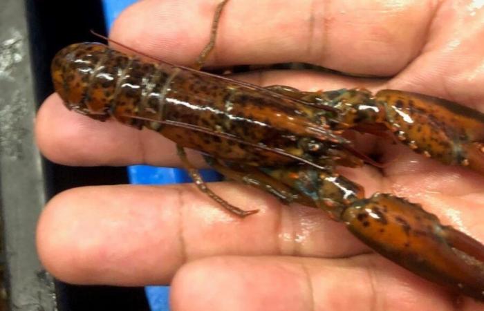 Le Réseau canadien de recherche sur le homard est relancé