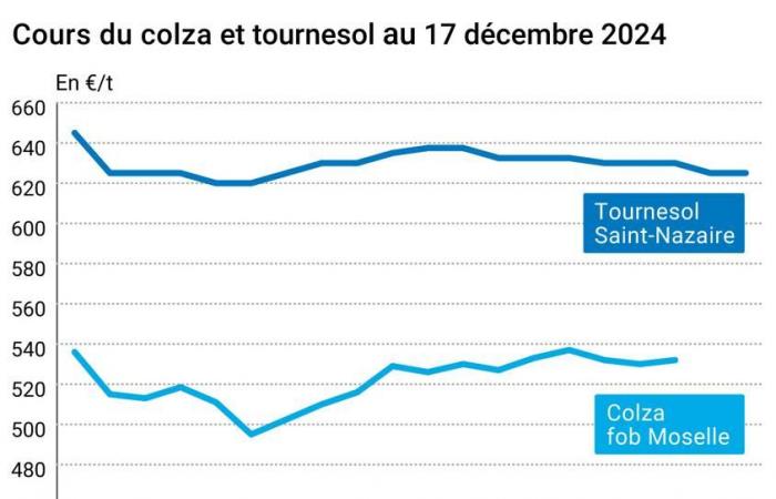 Oléagineux – Les prix du colza baissent sur Euronext dans un contexte de marché baissier