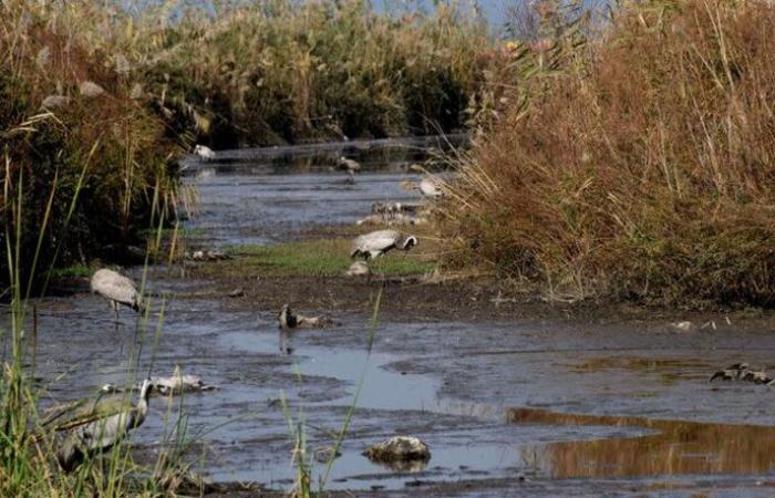 Premier cas grave de grippe aviaire chez l’homme aux États-Unis