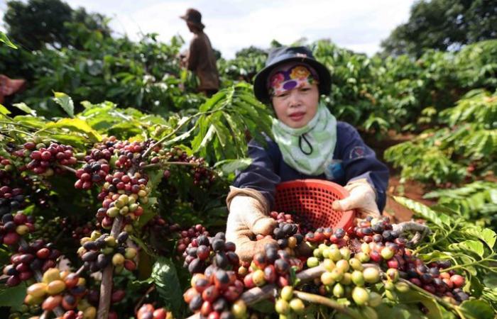 Le café vietnamien gagne en crédibilité grâce à une base de données transparente