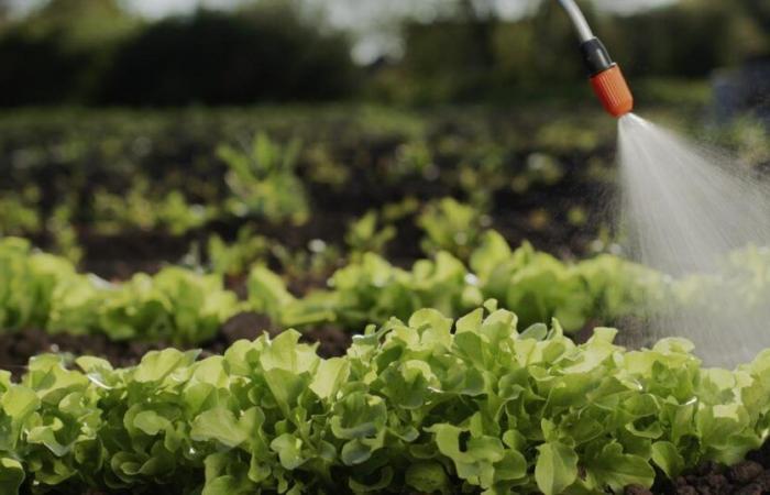 62% des fruits et légumes non bio vendus en France contiennent des résidus dangereux