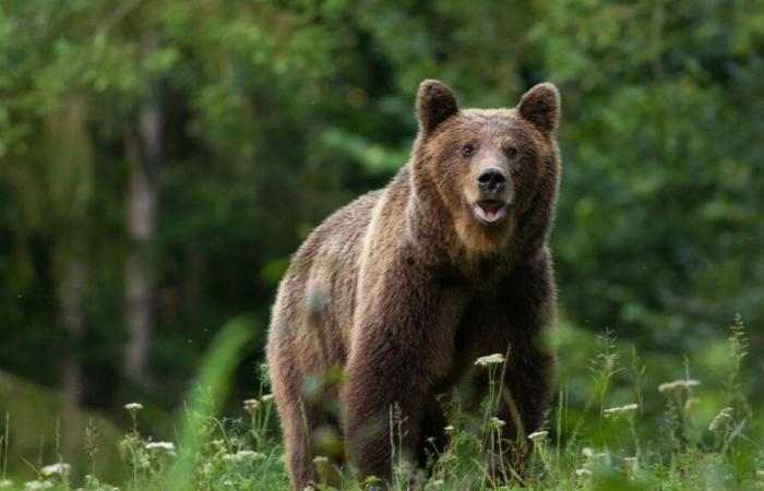 Un chasseur meurt écrasé par le cadavre d’un ours… abattu par un autre chasseur