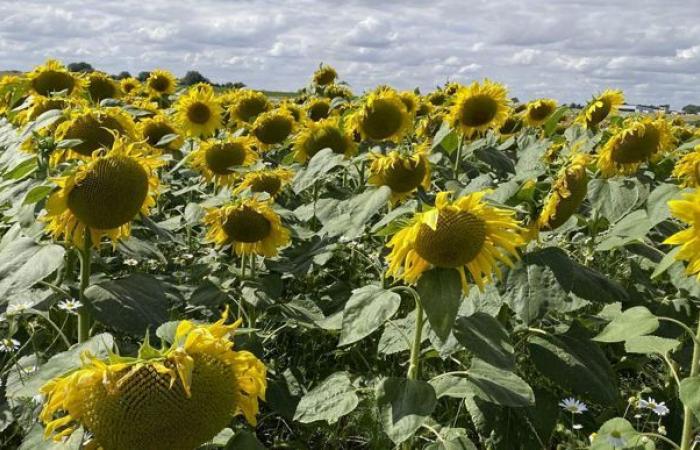 Les prix des produits agricoles en légère hausse en octobre