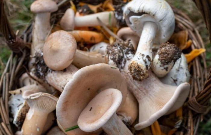 Vaud abandonne le repos forcé pour les producteurs de champignons