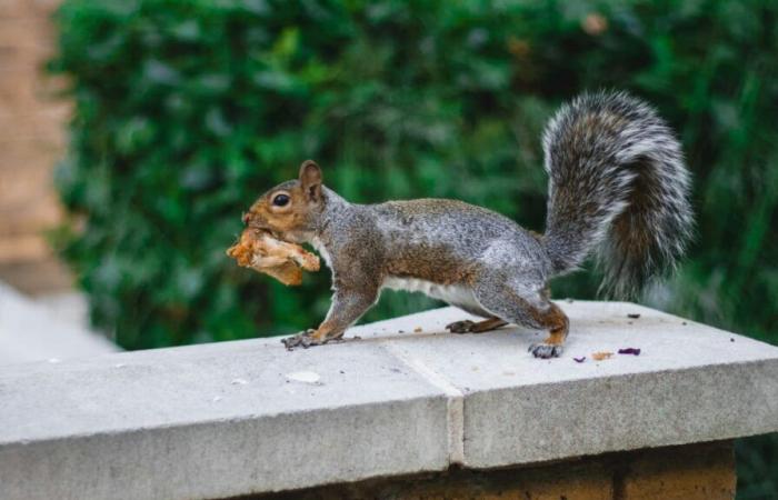 Des scientifiques ont surpris des écureuils en train de manger d’autres rongeurs