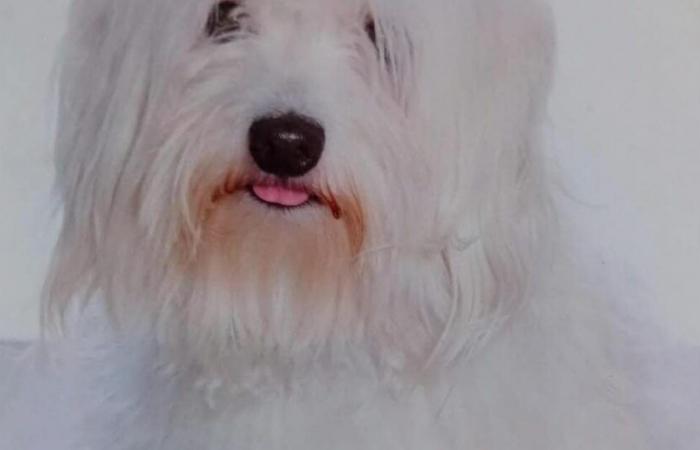 Doubs. Junior, un bichon maltais, mordu à mort par quatre gros chiens à Dasle