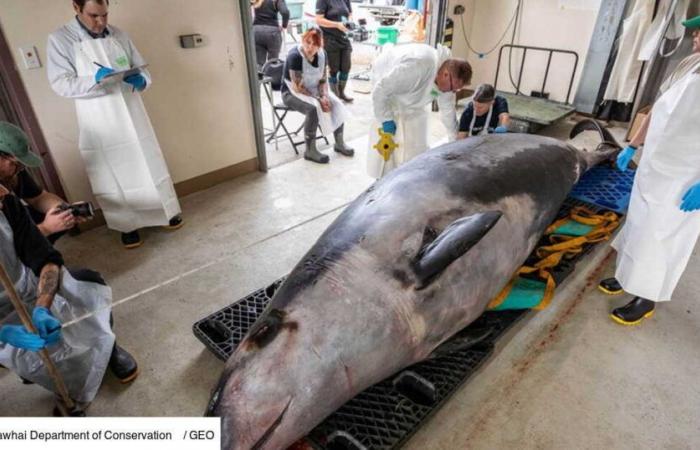 une baleine à bec de Travers extrêmement rare, retrouvée échouée, possède 9 estomacs