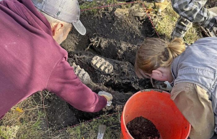 Une mâchoire de mastodonte fossilisée trouvée dans le jardin d’un New-Yorkais