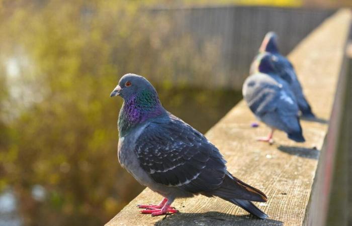 Envahie par les pigeons, cette ville proche de Bayeux prend des mesures radicales