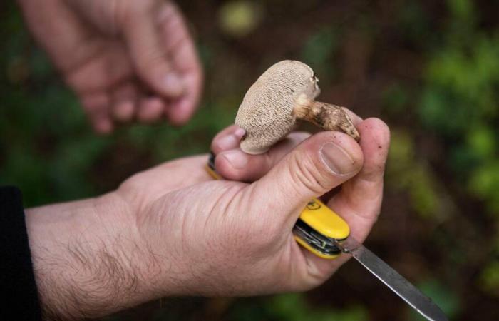 Vaud assouplit ses restrictions sur la cueillette des champignons