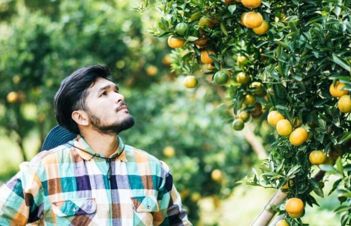 Citrus Tribune, ce virus qui peut faire mourir vos arbres