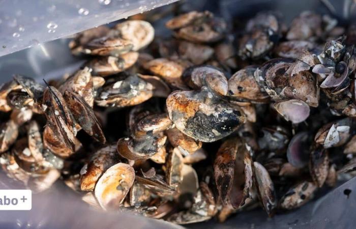 Les mesures contre les moules quagga portent leurs fruits