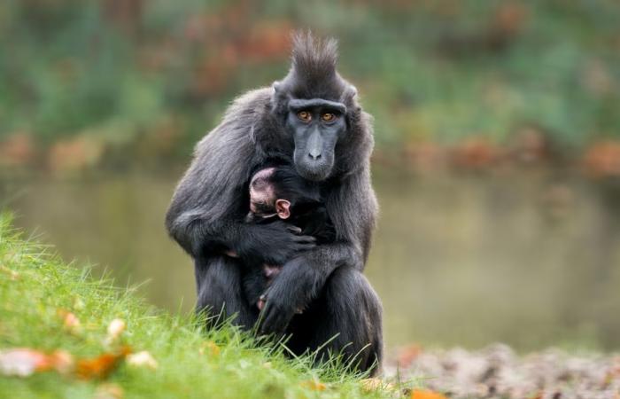 Deux naissances d’espèces menacées au zoo de Mulhouse