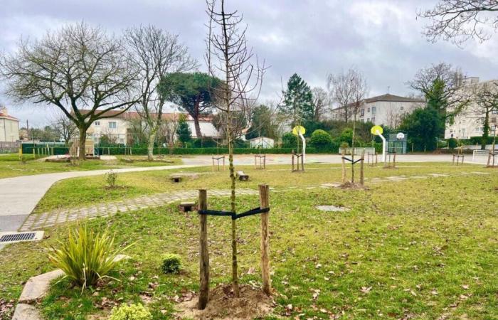 Près de 50 arbres plantés à l’école Montjoie pour verdir les cours de récréation