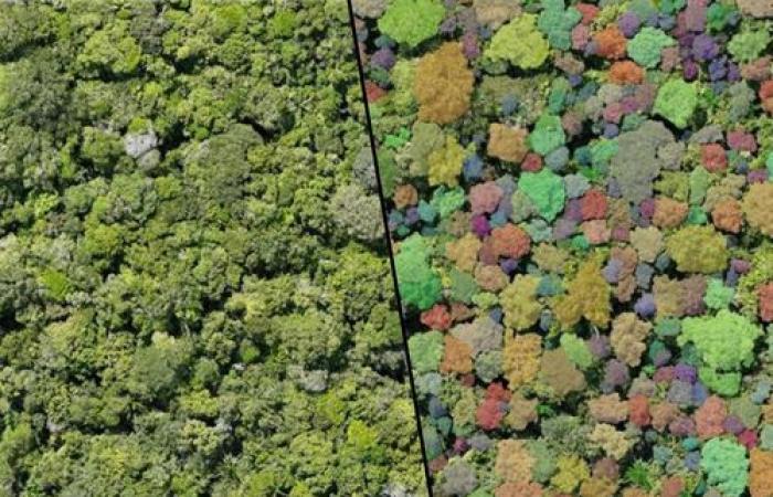 Des chercheurs de l’UdeM révolutionnent la cartographie des forêts tropicales