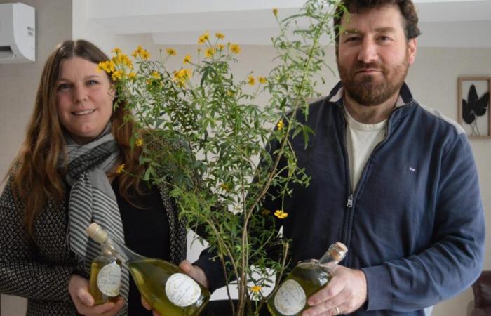 Près de Blois ils vendent un « rhum arrangé » aux plantes aromatiques surprenantes