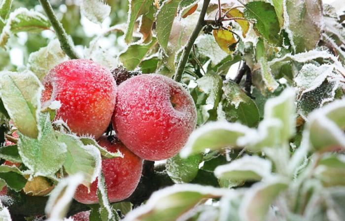 Toutes les étapes à connaître pour prendre soin de votre pommier en hiver