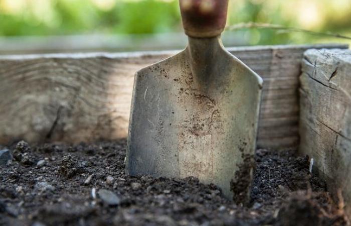 Il est tombé sur les mâchoires d’un mastodonte alors qu’il jardinait derrière sa maison