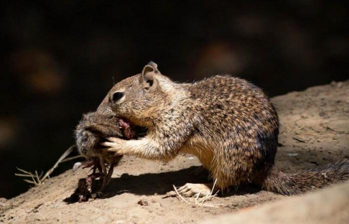 en Californie, des écureuils sanguinaires