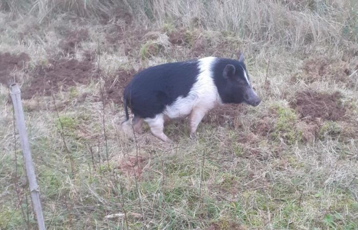 À qui est ce cochon nain qui erre depuis deux semaines ?