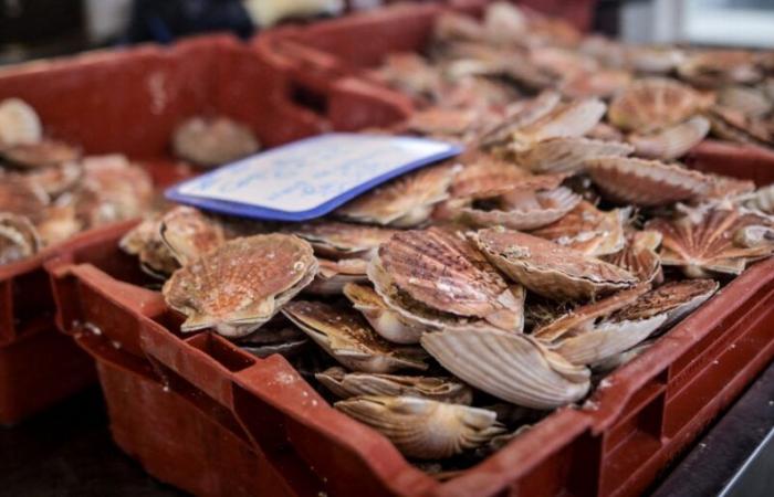 Dans la baie de Saint-Malo, le retour de la coquille Saint-Jacques fait des heureux pour les vacances