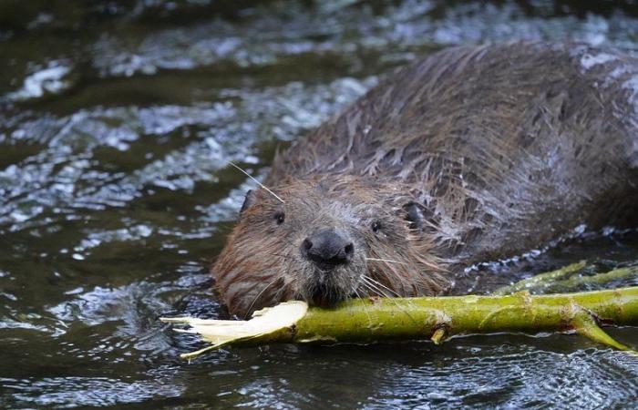 les agriculteurs inondés sont exaspérés par les barrages de rongeurs