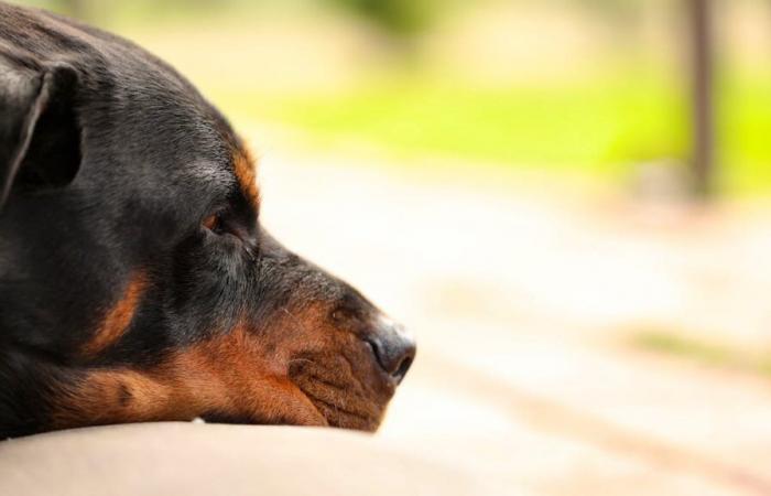 Après deux attentats, le canton de Zurich interdit les rottweilers