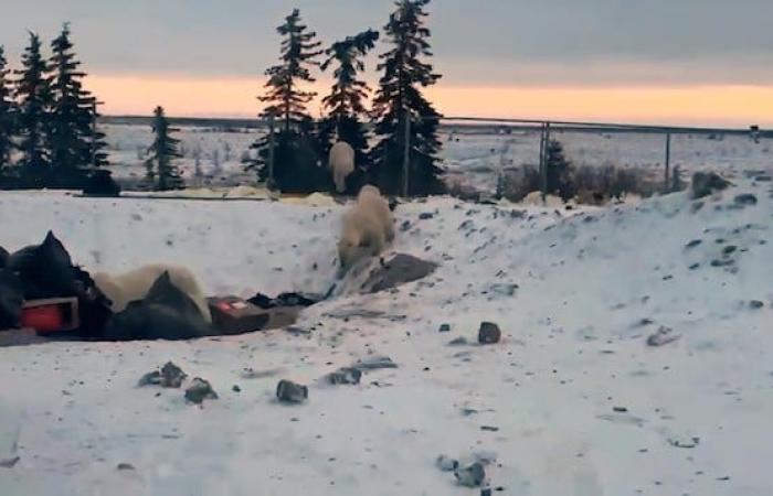 Les ours polaires de Churchill abandonnent la banquise pour la décharge