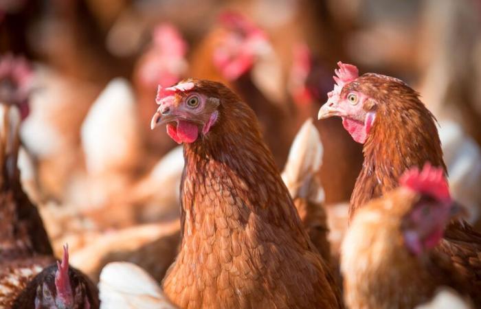 Le H5N1 représente-t-il une nouvelle menace mondiale après le coronavirus ?