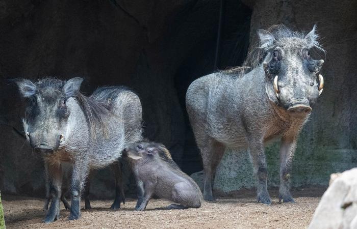 Le Roi Lion » prend vie au BIOPARC