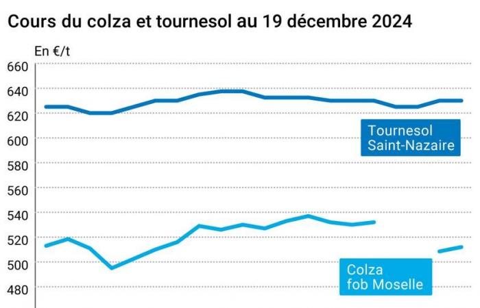 Oléagineux – Rebond des prix du colza européen à l’image du complexe oléagineux mondial