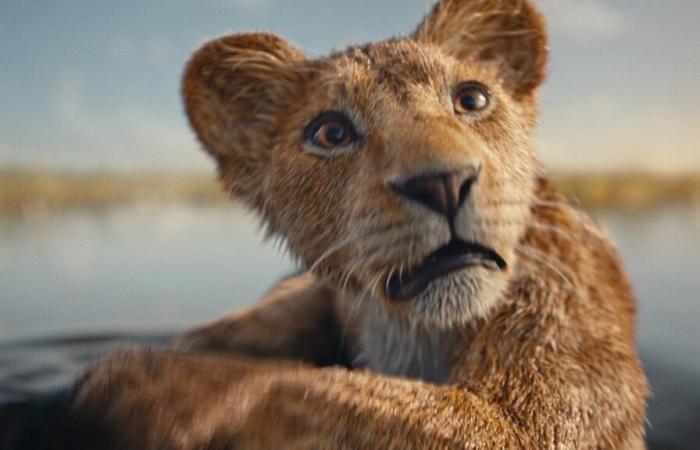 avec le retour du Roi Lion l’envie de voyager au Kenya