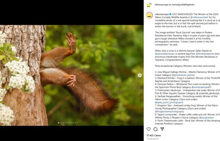 Photo hilarante d’un écureuil coincé dans un arbre élue photo la plus drôle de l’année