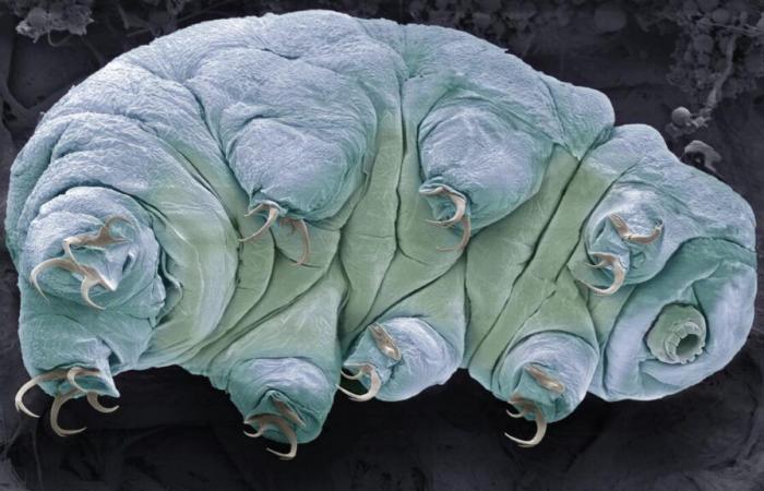 Les super pouvoirs des tardigrades, des animaux presque indestructibles