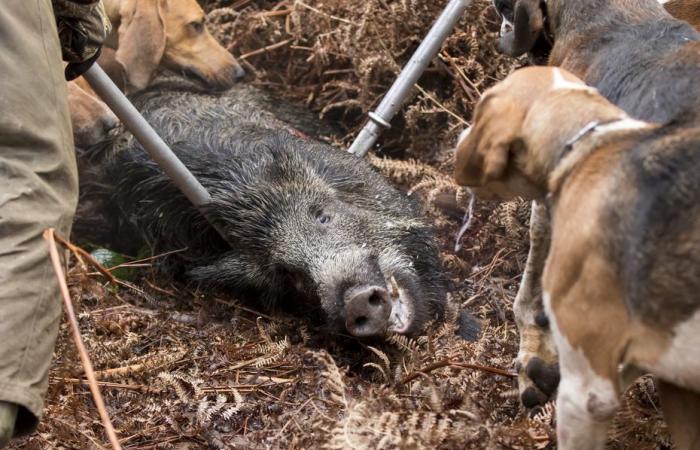 la mort inquiétante de quatre chiens de chasse à cause de la maladie d’Aujeszky