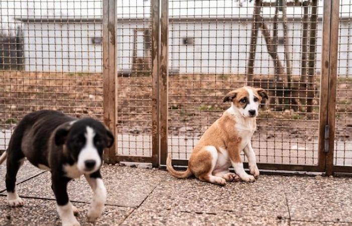 Pourquoi les joueurs de Vérone-Milan montent sur le terrain avec des chiots : soutien à l’Enpa