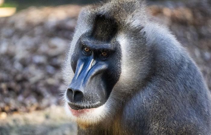 Le Roi Lion » prend vie au BIOPARC