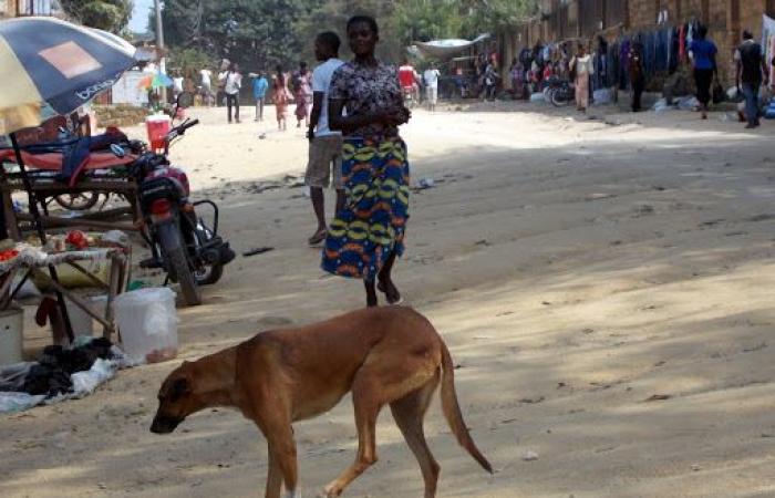 15 cas de rage enregistrés au cours de l’année 2024 à Bunia