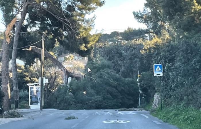 Coupures de courant, port de Toulon fermé… le point sur la vigilance jaune aux vents forts dans le Var