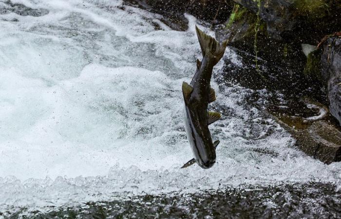 Le facteur humain | Quel est le meilleur saumon pour l’environnement ?