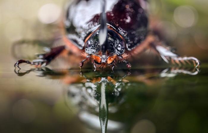 pour contrôler les perspectives et la netteté