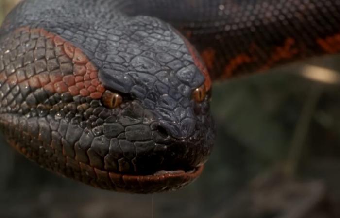 Anaconda, avec Jack Black et Paul Rudd, est officiel et a une date de sortie