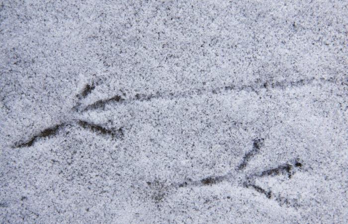 Météo de Noël, froid polaire et effet neige de l’Adriatique : des tempêtes de neige à venir