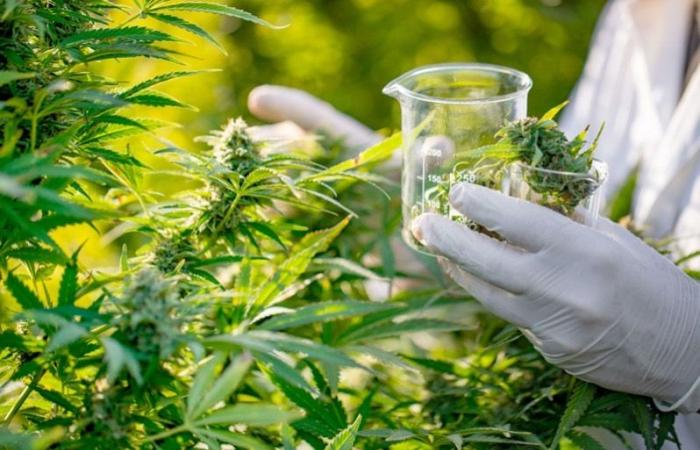 Le Maroc fait un pas en avant avec son médicament antiépileptique à base de cannabis