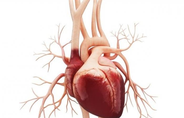 Une étude révèle qu’un sous-ensemble de patients cardiaques artificiels peut régénérer le muscle cardiaque