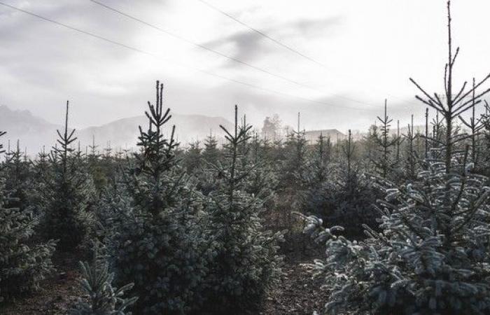 Quand le sapin de Noël devient un problème pour les poumons – LINFO.re