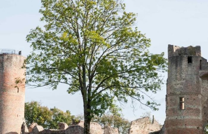 Le Musée de l’Ancien Évêché s’attaque à l’assaut des châteaux avec sa nouvelle exposition