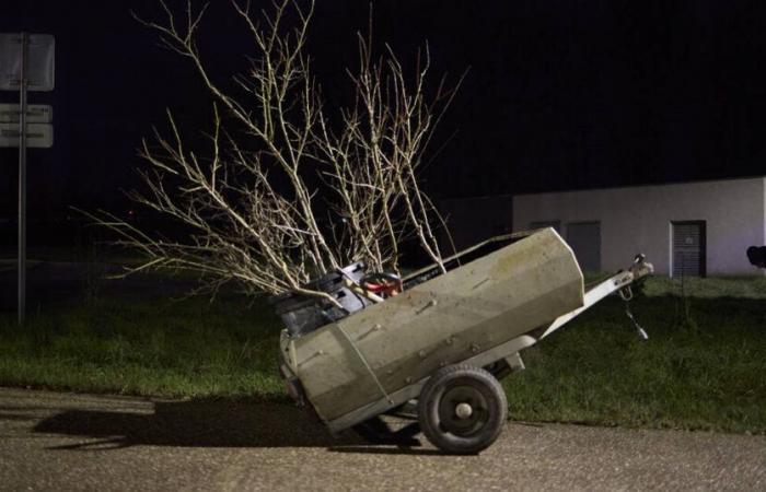 des militants écologistes font pousser des pruniers la nuit à Nancy – Libération