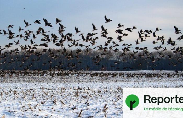 Les super pouvoirs des oiseaux migrateurs révélés par la science