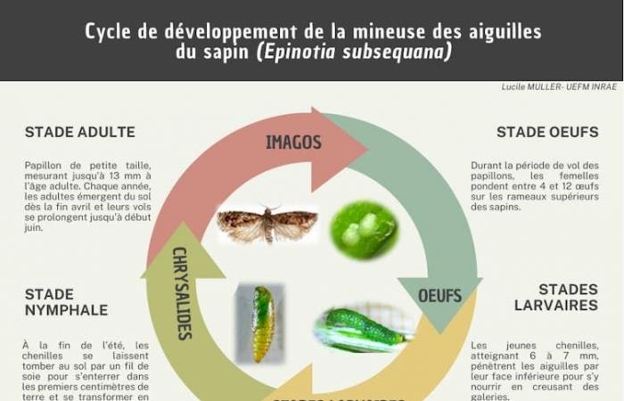 La mineuse du sapin, une minuscule chenille qui s’attaque au roi des forêts